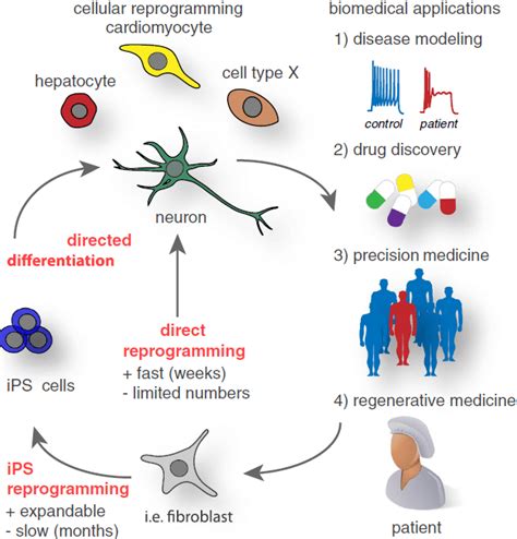Image result for DNA Reprogramming