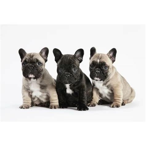 Three Bulldog Puppies