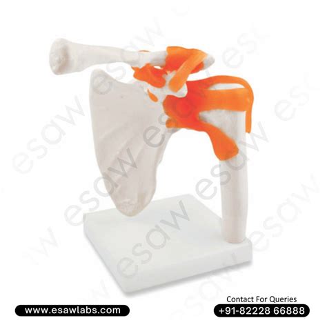 Life-Size Shoulder Joint Model Anatomical Human Shoulder Replica with ...