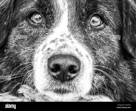 Gazing into the canine soul. The intriguing world of dog face eyes. Black and white. Monochrome ...