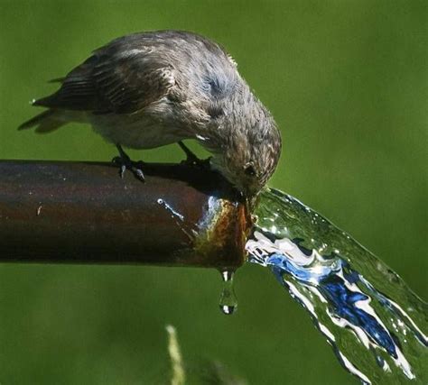 Image result for Bird Exploding Drinking Elcsta Water