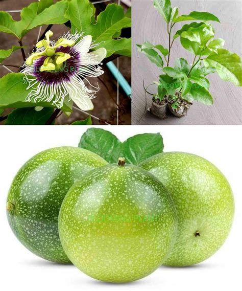 BLOOMING PLANT Live Passion Fruit Plant (Krishna Phal) | Passiflora ...
