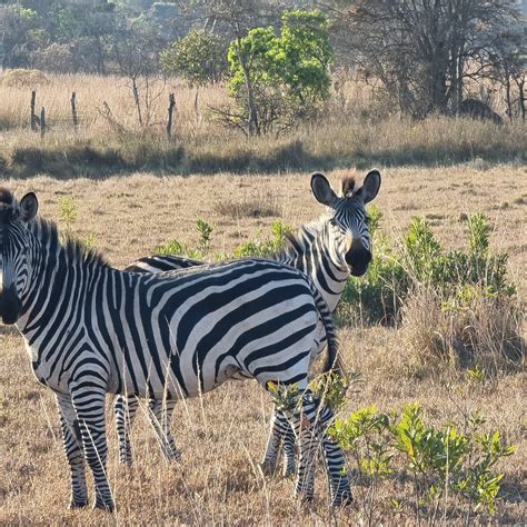 NSOBE GAME CAMP (Balanbeen) - Lodge Reviews, Photos, Rate Comparison ...