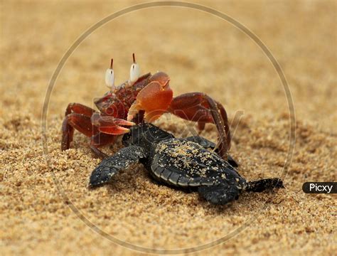 What Do Baby Crabs Eat: A Comprehensive Guide to their Diet