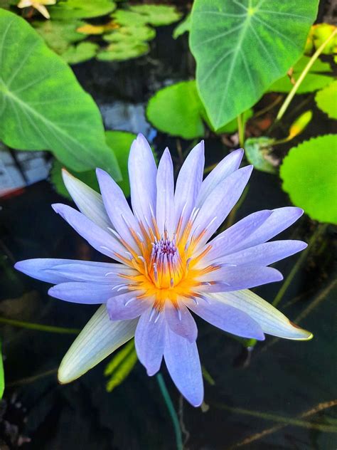 Blue Lotus Flower Pictures