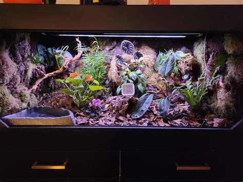 Bioactive Ball Python Setup 的图像结果