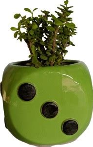 Justoriginals Jade Plant Price in India - Buy Justoriginals Jade Plant ...