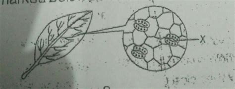 name the structure mark below X and also tells the function of a ...