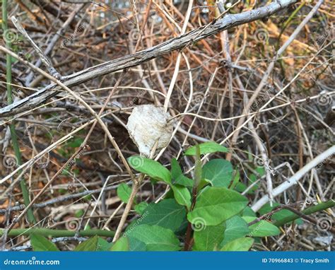 Praying Mantis Cocoon on Branch Early Spring Stock Image - Image of insect, praying: 70966843