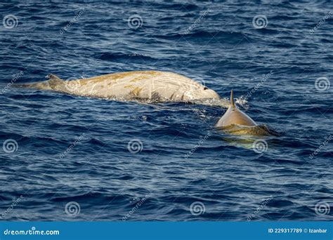 Rare Cuvier Goose Beaked Whale Dolphin Ziphius Cavirostris Stock Image ...