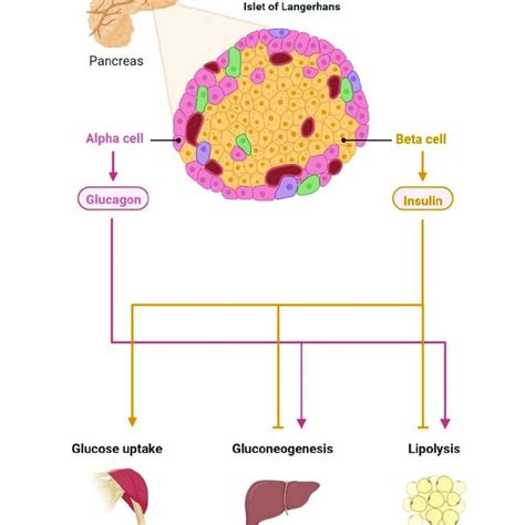 Neuronal circuitry of the lower urinary tract : central and peripheral neuronal control of the mictu