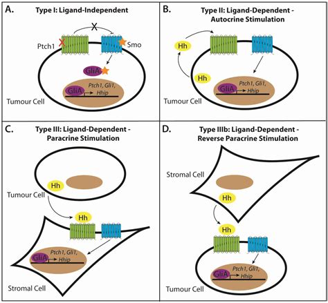 Hedgehog Signaling in the Maintenance of Cancer Stem Cells