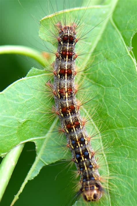 Image result for Gypsy Moth