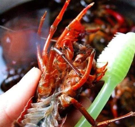 担心造成本土物种灭绝，日本立法禁售小龙虾，但可作为宠物饲养 - 知乎