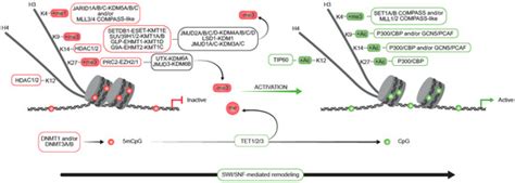 Epigenetic Changes and Chromatin Reorganization in Brain Function ...