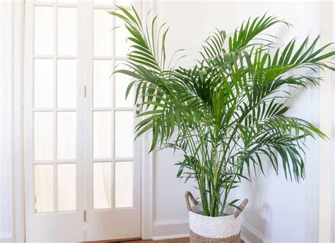 Types Of Palm Plants To Grow Indoors | atelier-yuwa.ciao.jp