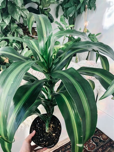 Dracaena Fragrans Pflege