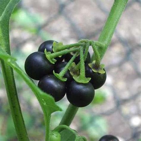 Buy Solanum Indicum, Vanabhanta - 0.5 kg Seeds online from Nurserylive ...