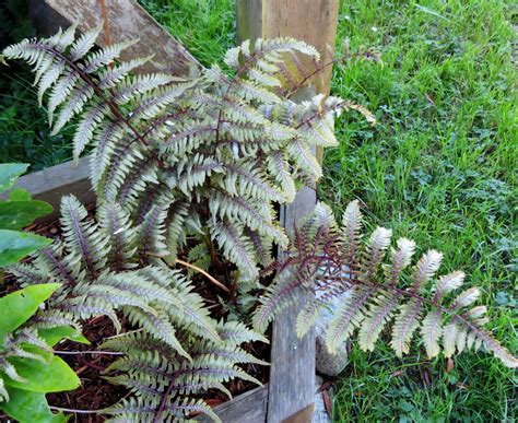 Japanese Painted Fern | Shade plants, Japanese painted fern, Labyrinth ...