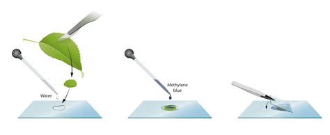 How,To,Prepare,Microscope,Slides,For,Examination,Of,Leaf,Cells - ا فرن ...