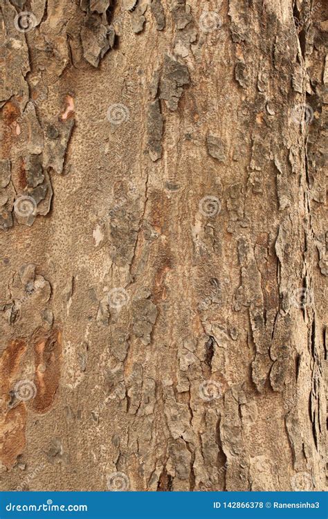 Spanish Mahogany Tree Bark Texture Stock Photo - Image of brown, neck ...
