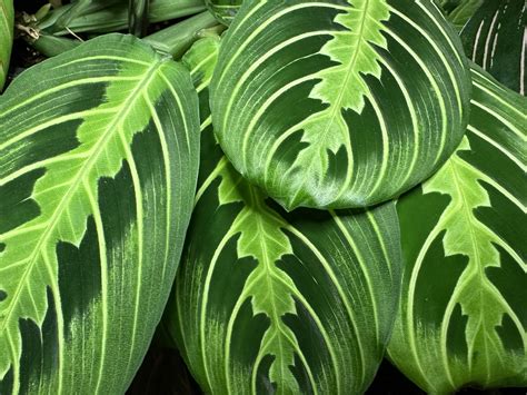 Maranta Green Care Guide: Tips for Happy Prayer Plants