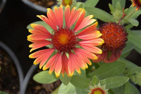 Arizona Sun Blanket Flower • Kiwi Nurseries Ltd