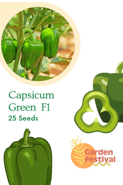 Hybrid/Desi OP Vegetable Seeds Collection - Grow Your Own Garden ...