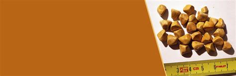 What is an asymptomatic gallstone?