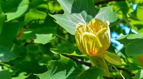 Image result for Tulip Tree CT
