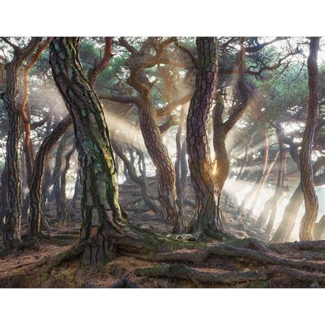 Wall Mural Ryu - Fairytale Forest | wall-art.com