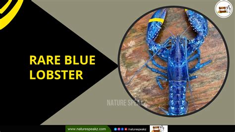The Rare Blue Lobster - Amazing facts - Nature Speakz