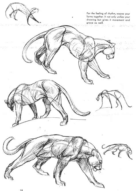 animal drawing reference