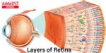 Layers of Retina, Physiology, Histology, Diagram, Anatomy, Anterior and ...