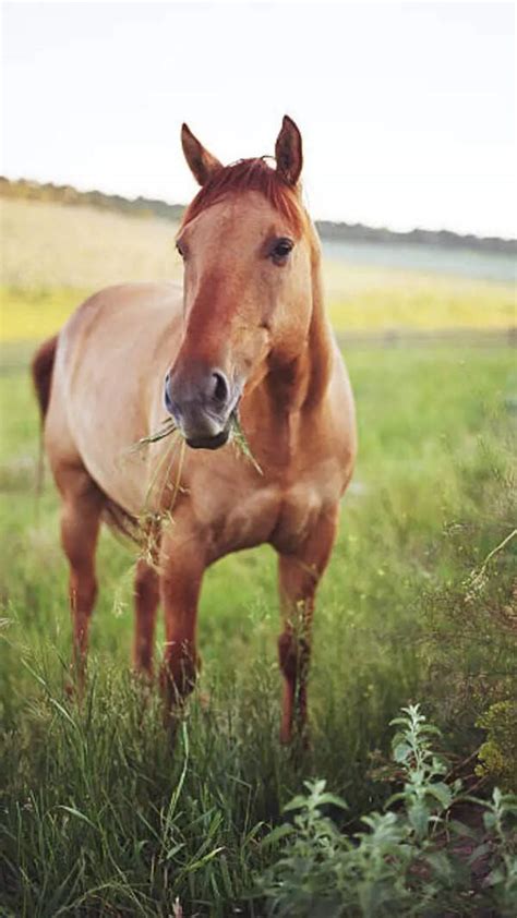 State Bank India cuts SB rate to lowest, FDs' by 25 base points - Times ...