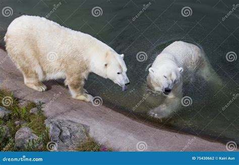 Polar Bear Ranua Zoo 的图像结果