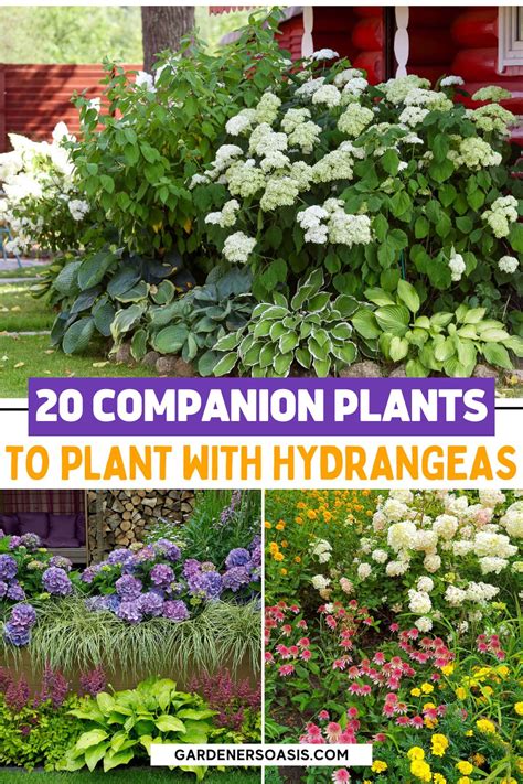 Hydrangea Companion Plants: Perfect Shade-Loving Shrubs