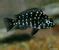 Spotted Dubosi Tropheus duboisi (White-Spotted Cichlid)
