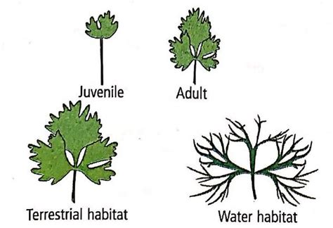 Different kinds of structures develop in plants in different phases of ...