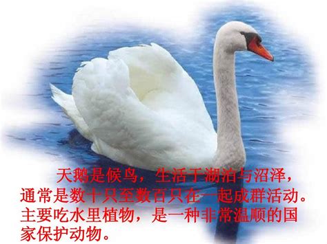 Code API 的图像结果