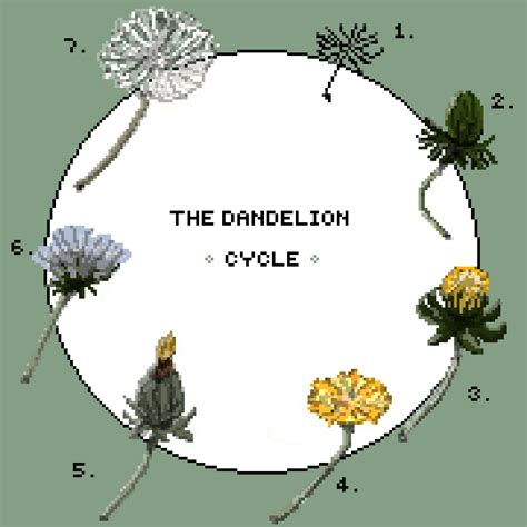 Dandelion Life Cycle Diagram