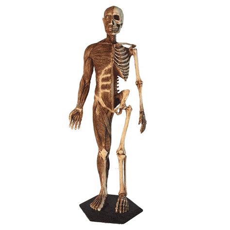 Buy Anatomy Diagram Male Anatomy Figure - Human Muscle Skeleton Anatomical Model Painting Model ...