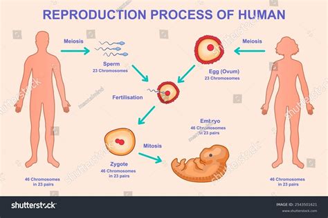 Human Reproduction Steps 的图像结果