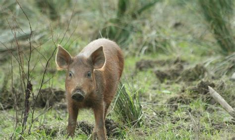 Tamworth pig - Lake District Wildlife Park