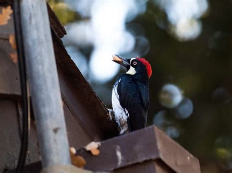 How to Humanely Deter Woodpeckers: Protecting Your Home… | Birdfact