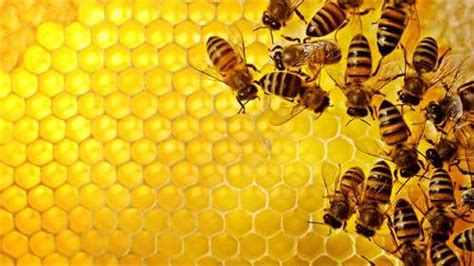 蜜蜂什么时候繁殖速度快？ - 养蜂技术 - 酷蜜蜂