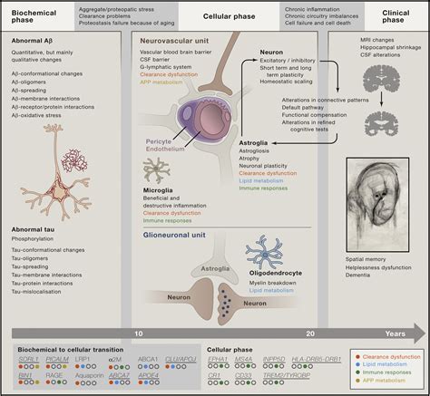 The Cellular Phase of Alzheimer’s Disease: Cell - phases of alzheimer's disease