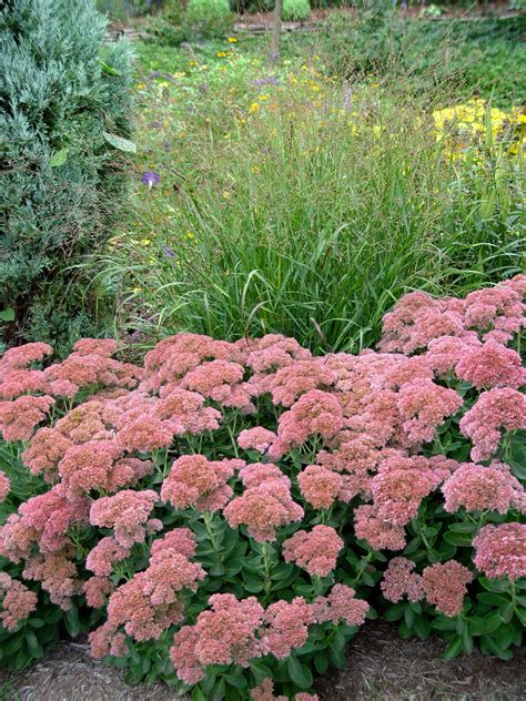 Garden Housecalls - Sedum ‘Autumn Joy’