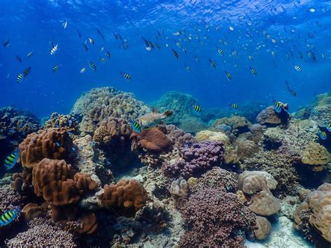 From Khao Lak: Surin Islands Speedboat Tour with Snorkeling - Klook India