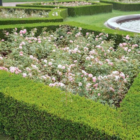 Dwarf English Boxwood | Plants Express